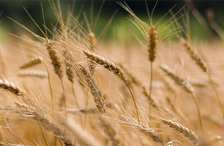 北(běi)京高(gāo)端網站(zhàn)建設公司-中國(guó)國(guó)際農(nóng)産品交易會(huì)